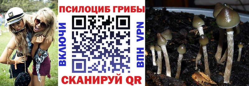 Псилоцибиновые грибы прущие грибы  Ессентукская 
